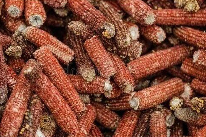 Corn Cobs