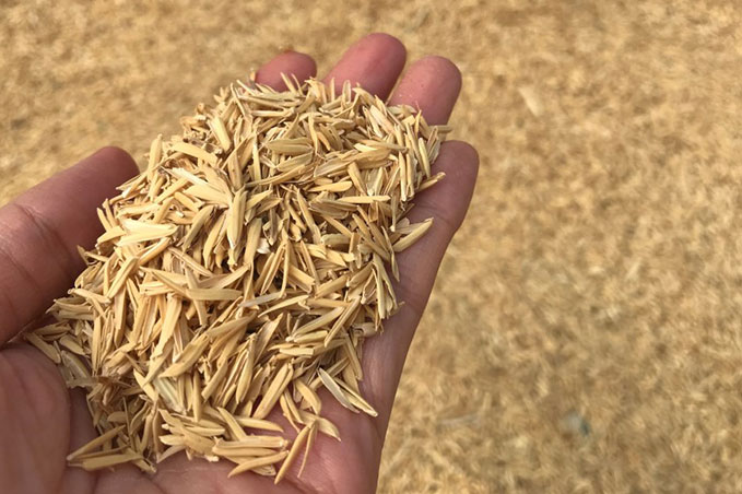 Rice Husk